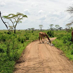 Stream & Download Tanzania Music